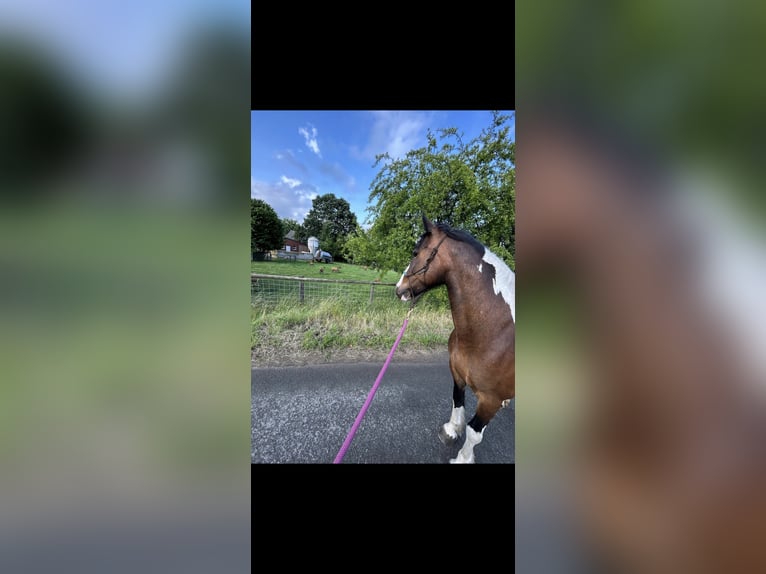 Gypsy Horse Mix Mare 11 years 14,2 hh Pinto in Datteln