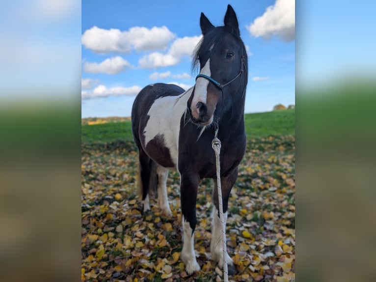 Gypsy Horse Mix Mare 11 years 14,2 hh Pinto in Datteln