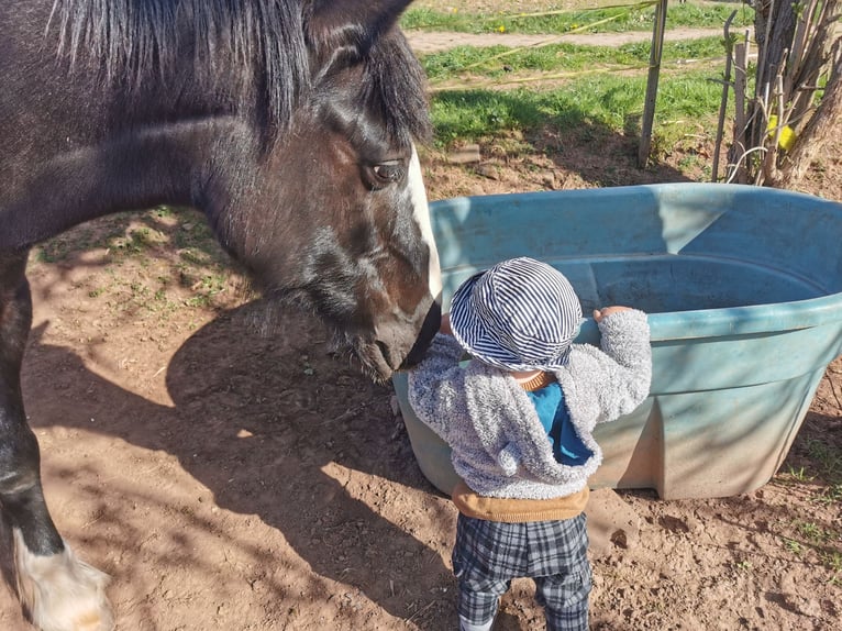 Gypsy Horse Mix Mare 11 years 14,2 hh Smoky-Black in Birgel