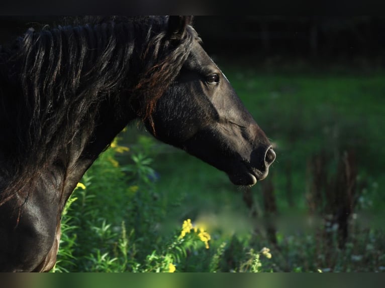 Gypsy Horse Mare 11 years 15,1 hh Black in Ludwigswinkel