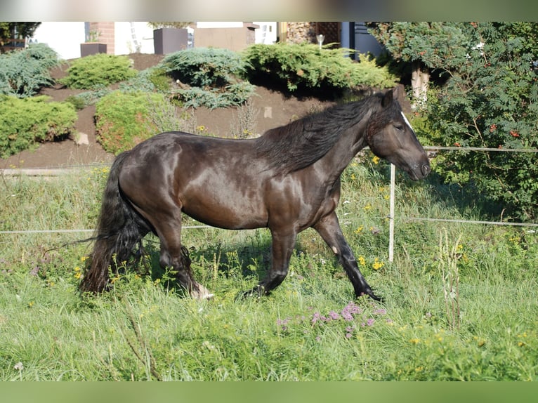 Gypsy Horse Mare 11 years 15,1 hh Black in Ludwigswinkel