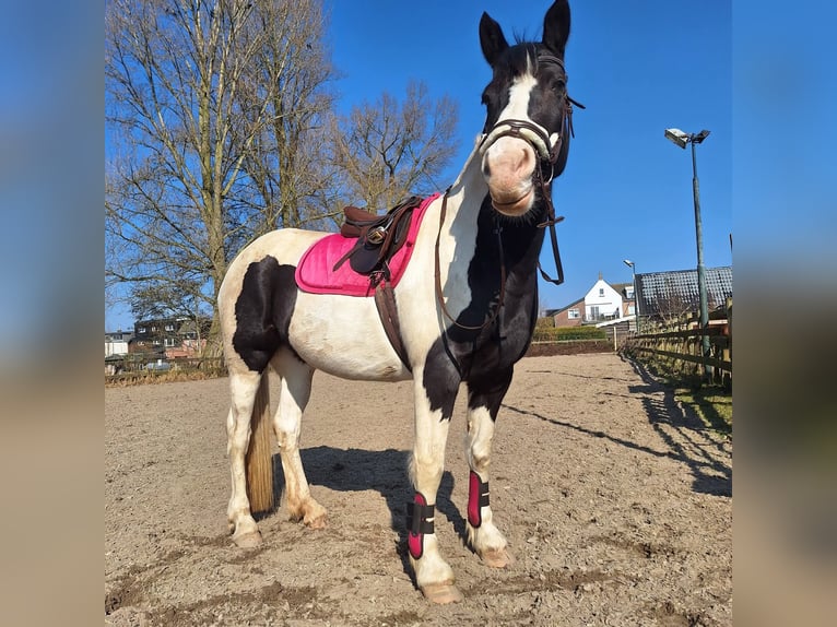 Gypsy Horse Mix Mare 11 years 15.2 hh Pinto in Sprang-Capelle