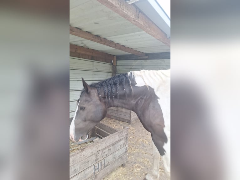 Gypsy Horse Mix Mare 11 years 15.2 hh Pinto in Sprang-Capelle