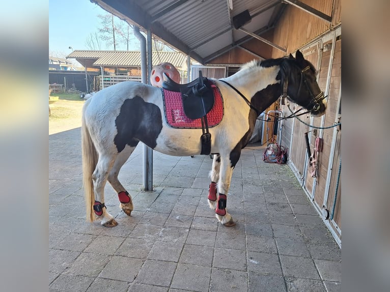 Gypsy Horse Mix Mare 11 years 15.2 hh Pinto in Sprang-Capelle