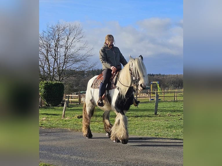 Gypsy Horse Mare 11 years 15 hh Pinto in Linkenbach