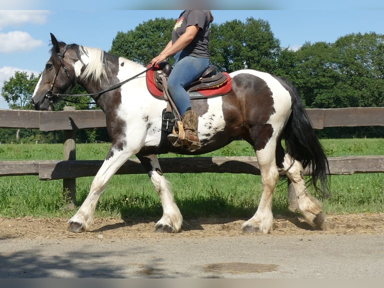 Gypsy Horse Mix Mare 11 years 15,2 hh Pinto in Lathen