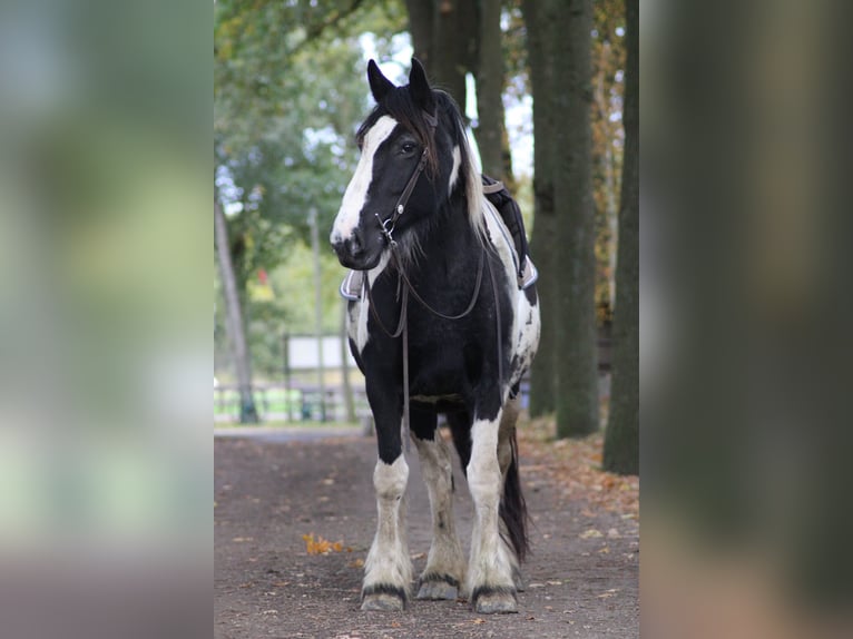 Gypsy Horse Mix Mare 11 years 15,2 hh Pinto in Lathen