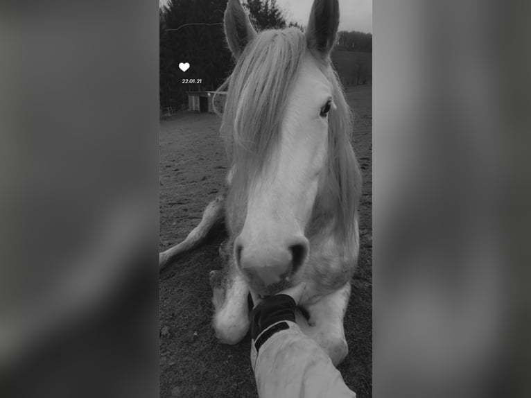 Gypsy Horse Mix Mare 11 years 16.1 hh White in Vlotho