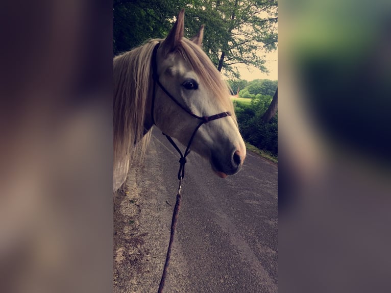 Gypsy Horse Mix Mare 11 years 16.1 hh White in Vlotho