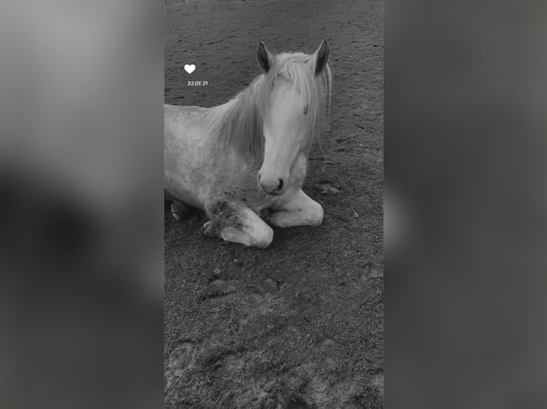 Gypsy Horse Mix Mare 11 years 16.1 hh White in Vlotho