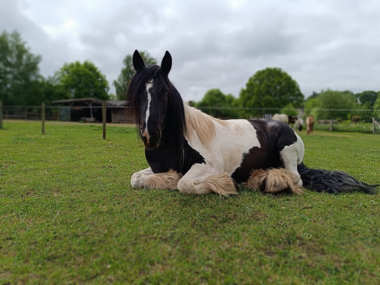 Gypsy Horse Mare 11 years 16 hh Pinto in Lübeck