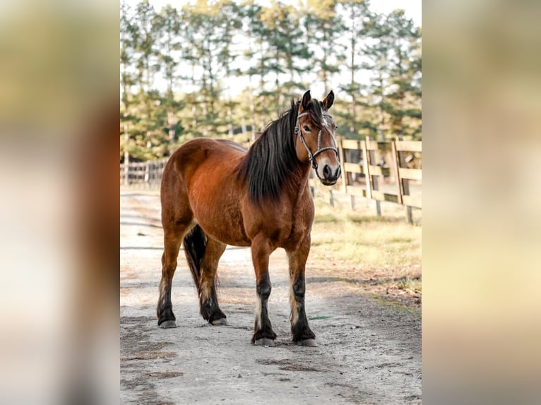 Gypsy Horse Mare 11 years Bay in Donalds&lt; SC