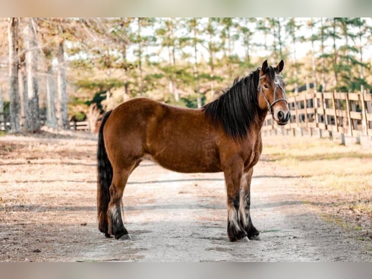 Gypsy Horse Mare 11 years Bay in Donalds&lt; SC