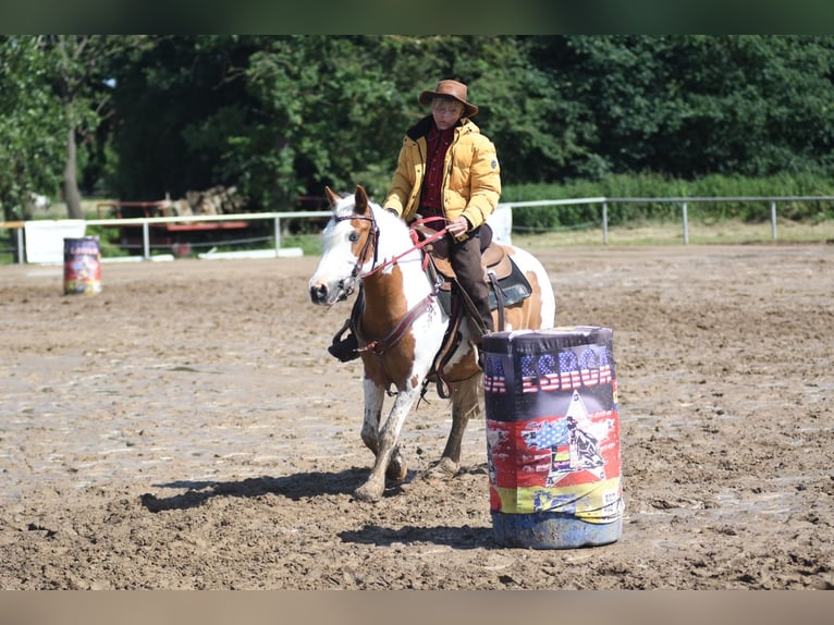 Gypsy Horse Mix Mare 11 years Overo-all-colors in Haren
