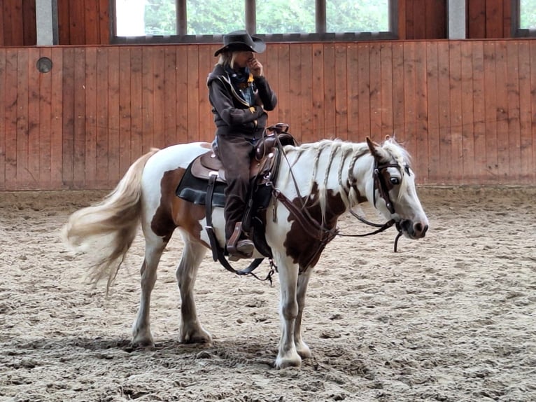 Gypsy Horse Mix Mare 11 years Overo-all-colors in Haren