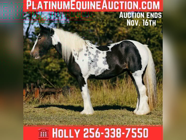Gypsy Horse Mare 11 years Tobiano-all-colors in Petersburg TN