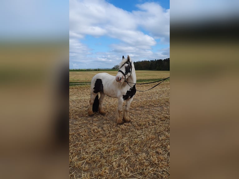 Gypsy Horse Mare 12 years 13.1 hh  in Werneuchen