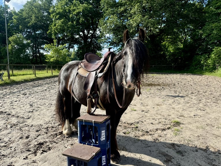 Gypsy Horse Mare 12 years 13,1 hh Black in Oldenburg