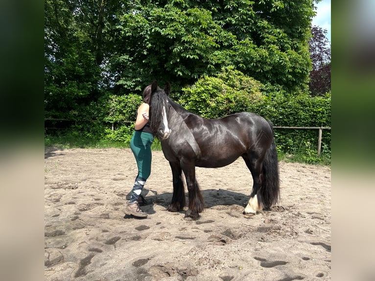 Gypsy Horse Mare 12 years 13,1 hh Black in Oldenburg