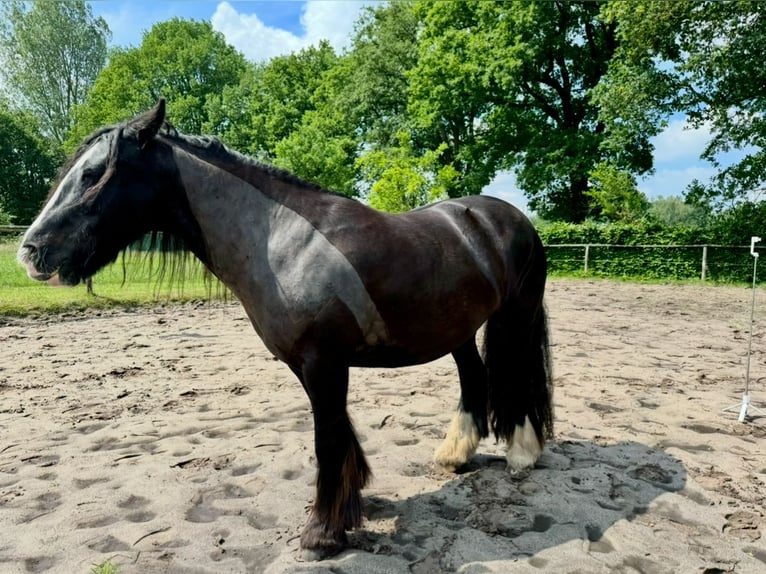 Gypsy Horse Mare 12 years 13,1 hh Black in Oldenburg