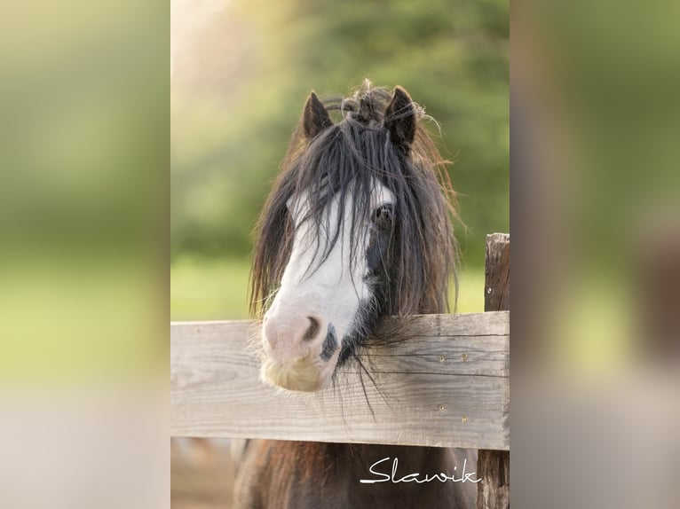 Gypsy Horse Mare 12 years 13,1 hh Black in Paben