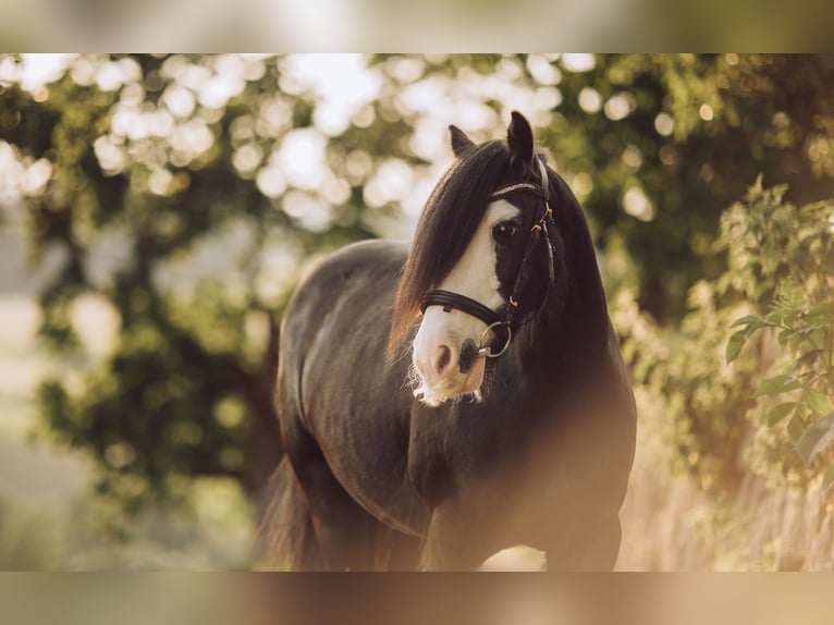 Gypsy Horse Mare 12 years 13,1 hh Black in Paben