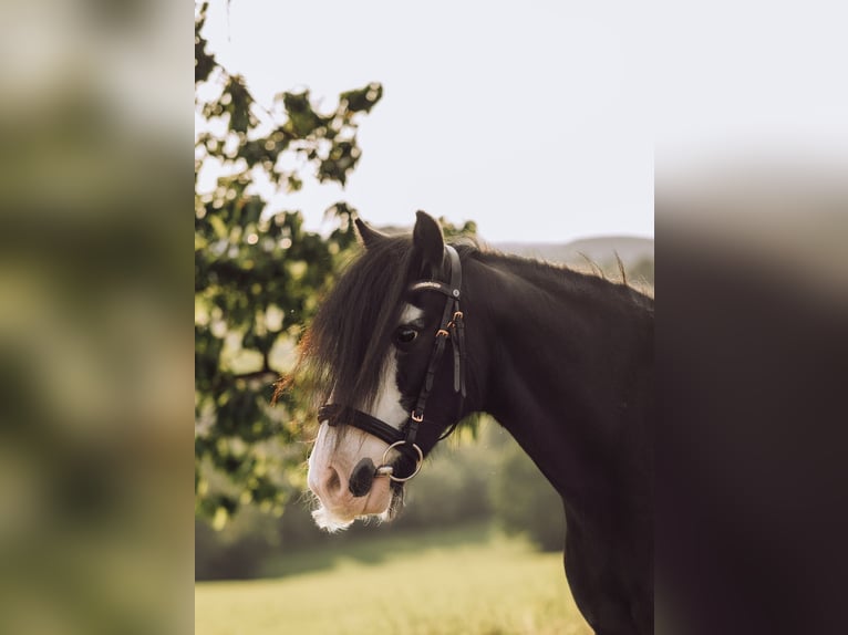 Gypsy Horse Mare 12 years 13,1 hh Black in Paben