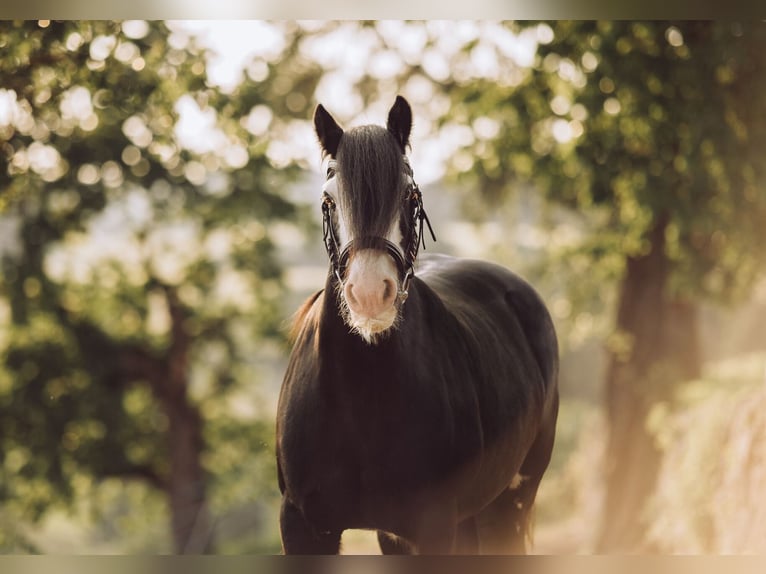 Gypsy Horse Mare 12 years 13,1 hh Black in Paben