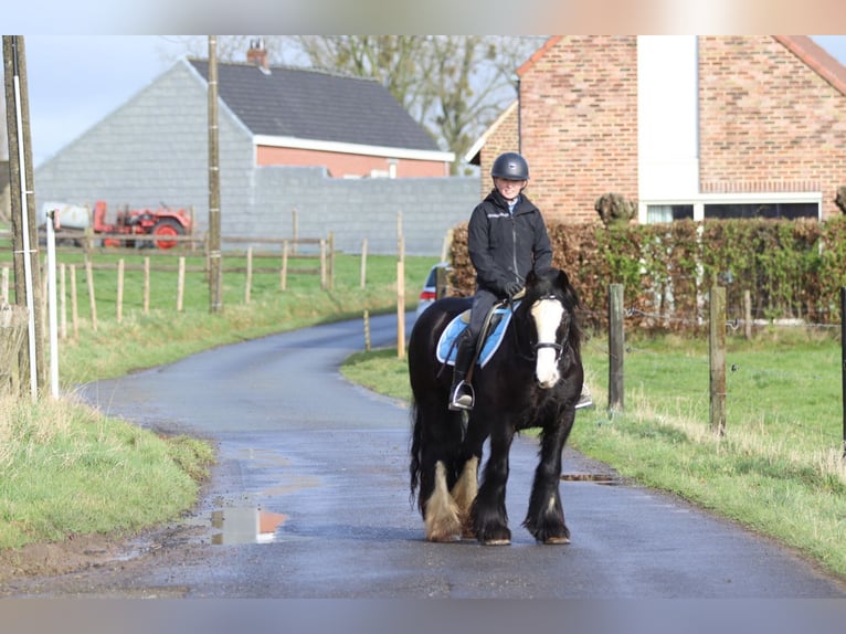 Gypsy Horse Mare 12 years 13,3 hh Black in Pepingen