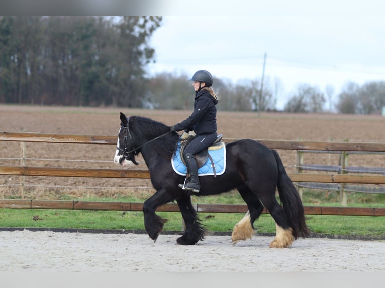 Gypsy Horse Mare 12 years 13,3 hh Black in Pepingen