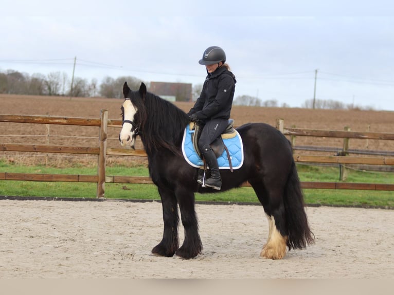 Gypsy Horse Mare 12 years 13,3 hh Black in Pepingen