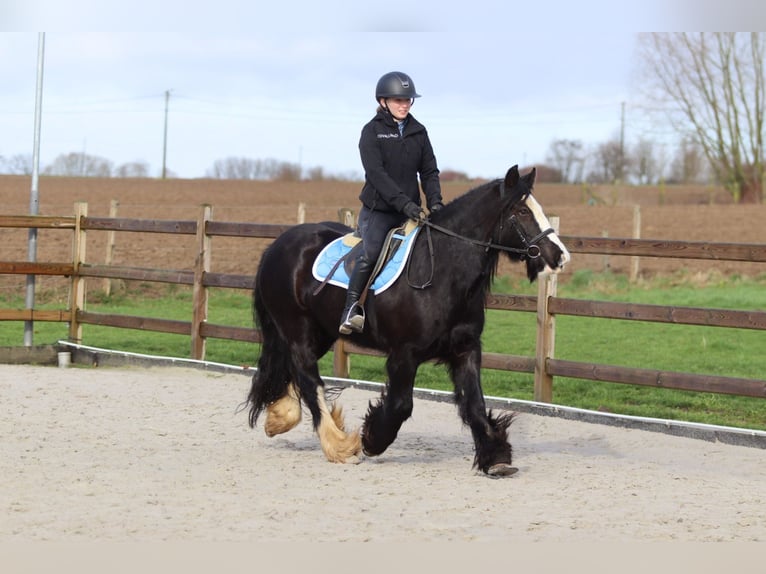 Gypsy Horse Mare 12 years 13,3 hh Black in Pepingen
