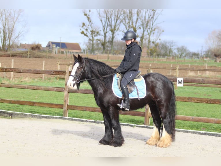 Gypsy Horse Mare 12 years 13,3 hh Black in Pepingen