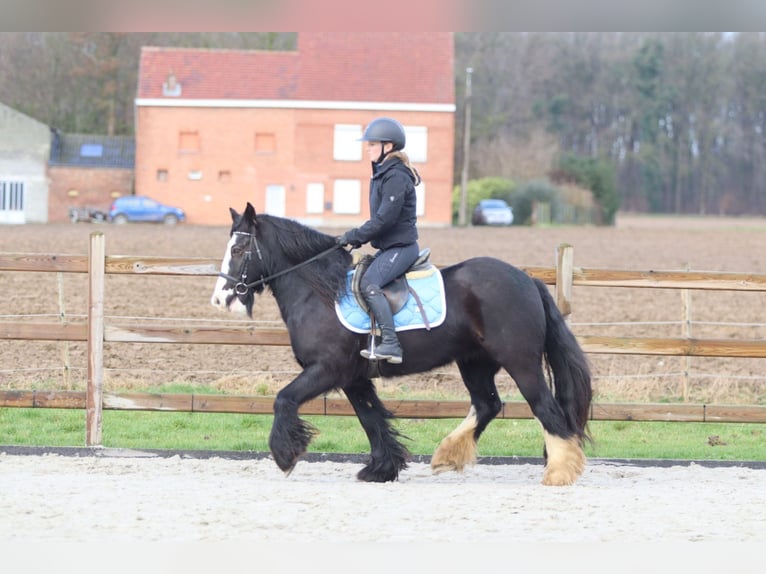 Gypsy Horse Mare 12 years 13,3 hh Black in Pepingen