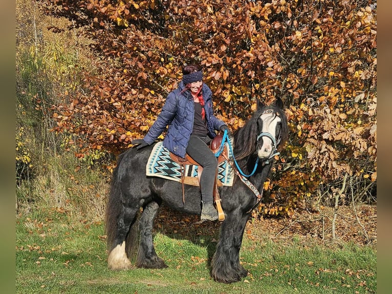 Gypsy Horse Mare 12 years 14,1 hh Black in Linkenbach