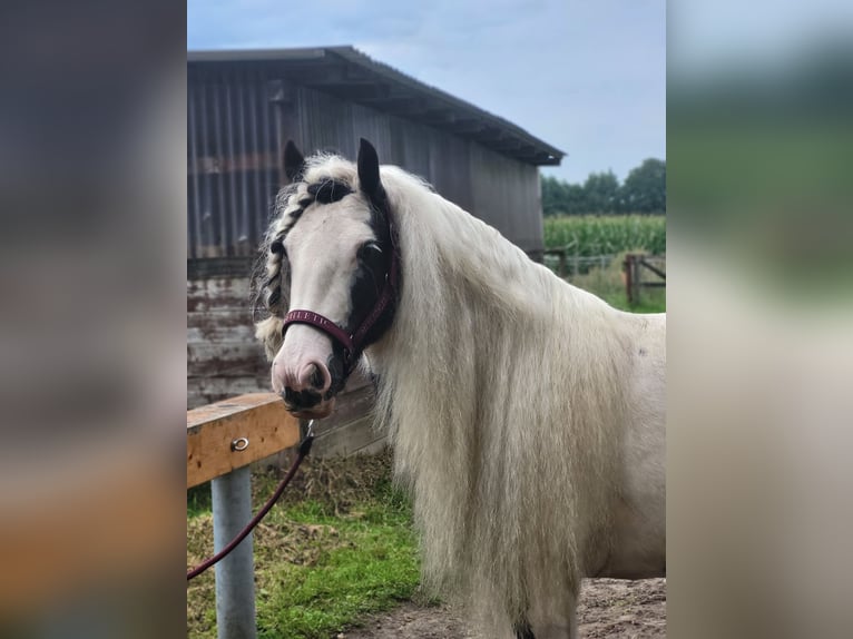 Gypsy Horse Mare 12 years 14,1 hh in Westerhorn