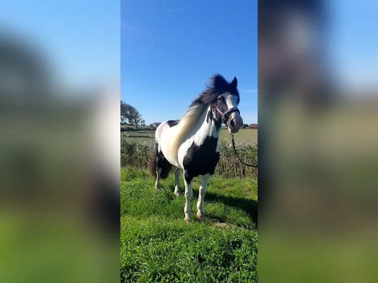 Gypsy Horse Mare 12 years 14.1 hh Pinto in Moorweg