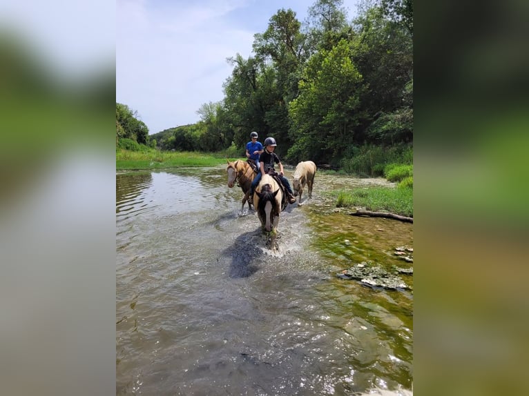Gypsy Horse Mare 12 years 14,1 hh Pinto in Hillsboro