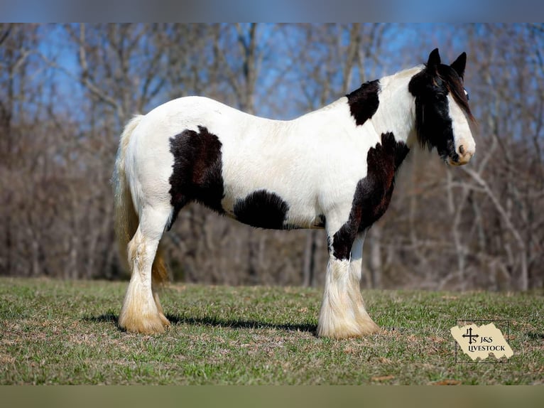 Gypsy Horse Mare 12 years 14,1 hh Tobiano-all-colors in Santa Fe, TN