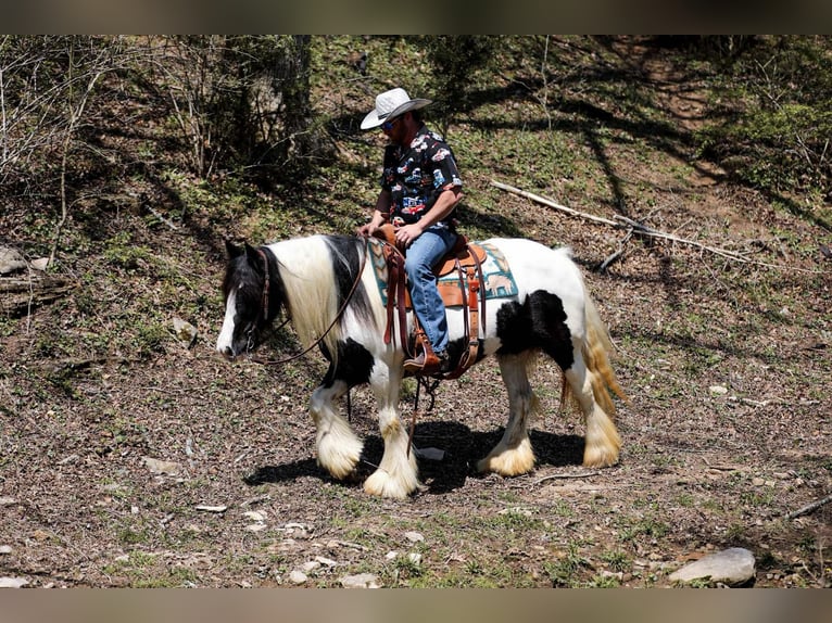 Gypsy Horse Mare 12 years 14,1 hh Tobiano-all-colors in Santa Fe, TN