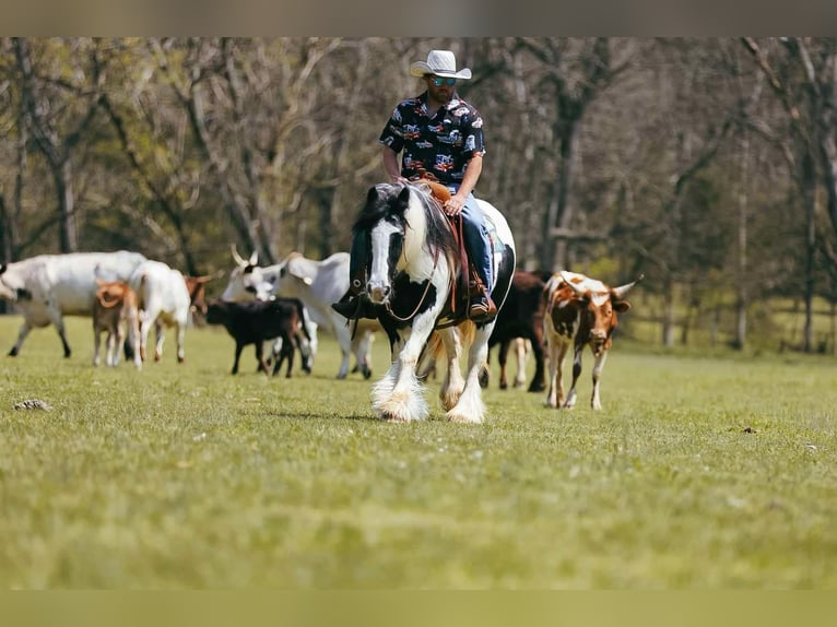 Gypsy Horse Mare 12 years 14,1 hh Tobiano-all-colors in Santa Fe, TN
