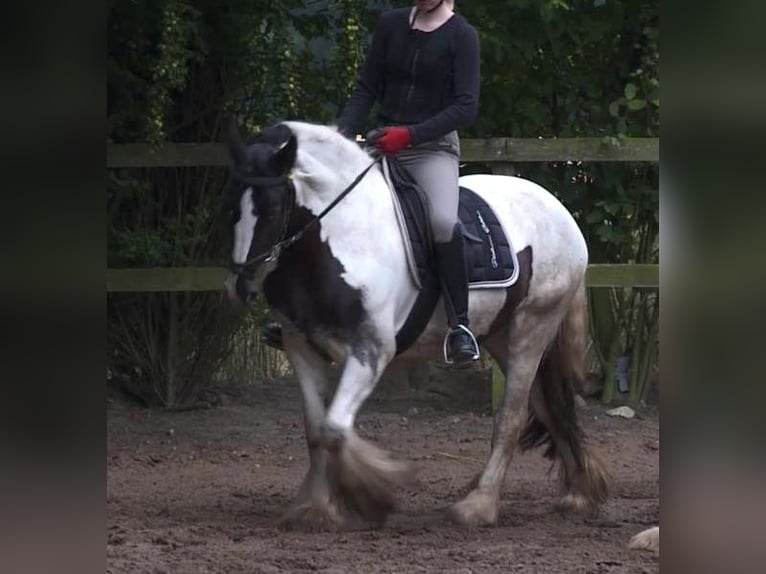 Gypsy Horse Mare 12 years 14.3 hh Pinto in Dötlingen