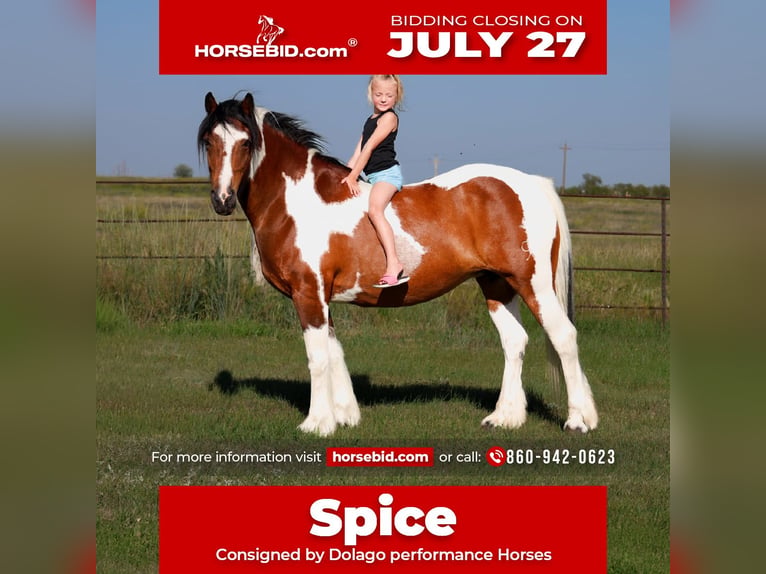Gypsy Horse Mix Mare 12 years 14 hh Pinto in Ripley