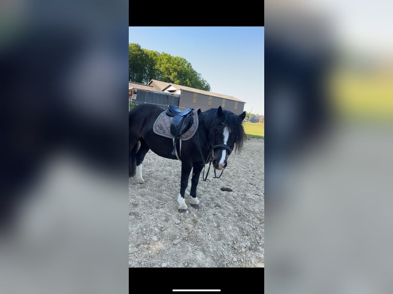 Gypsy Horse Mare 12 years 14,1 hh Black in Overath