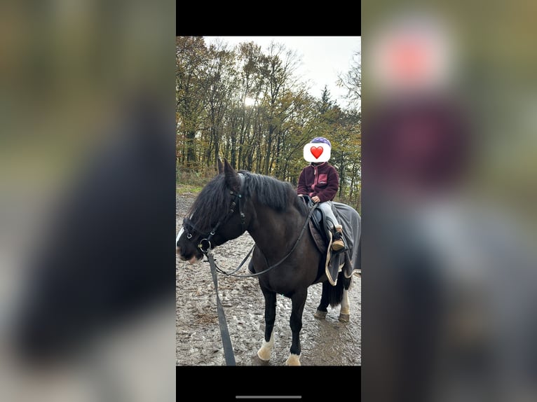 Gypsy Horse Mare 12 years 14,1 hh Black in Overath