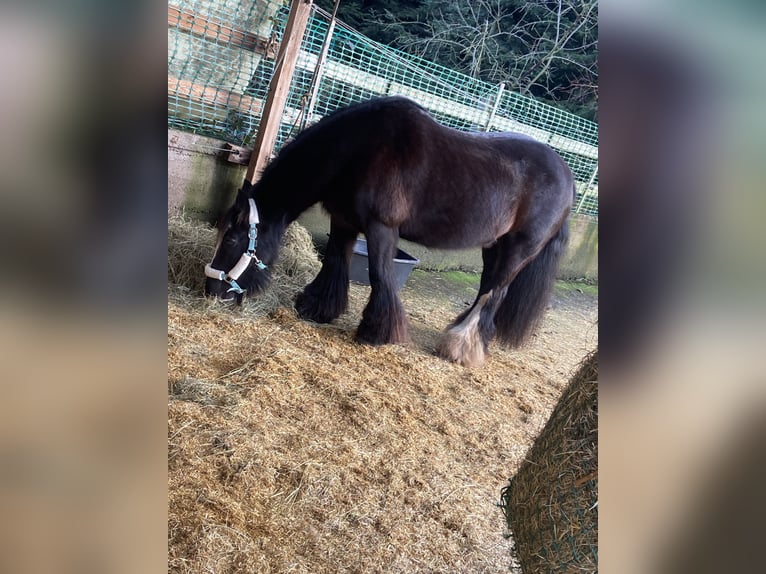 Gypsy Horse Mare 12 years 14,1 hh Black in OberweserWesertal