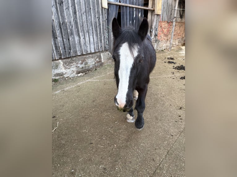 Gypsy Horse Mare 12 years 14,1 hh Black in OberweserWesertal
