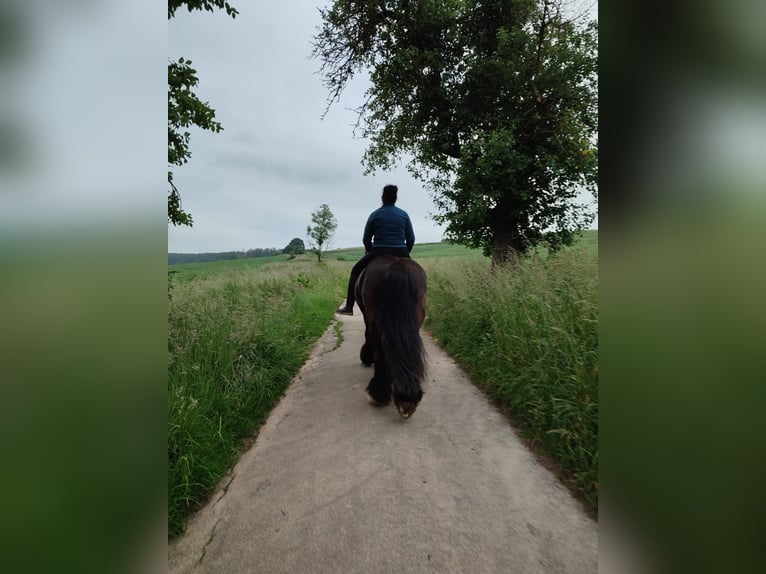 Gypsy Horse Mare 12 years 14,1 hh Black in OberweserWesertal