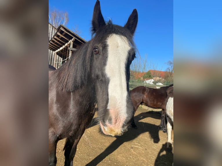 Gypsy Horse Mare 12 years 14,1 hh Black in OberweserWesertal