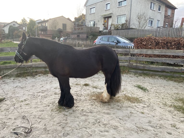 Gypsy Horse Mare 12 years 14,1 hh Black in OberweserWesertal